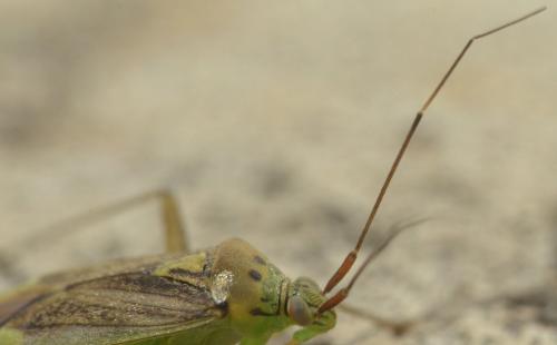 Réf. 241 701 : Closterotomus trivialis
